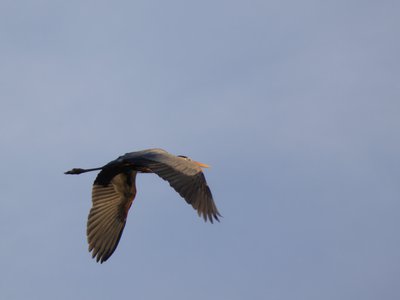 20200301 - Lake Betz - Great Blue Heron 2