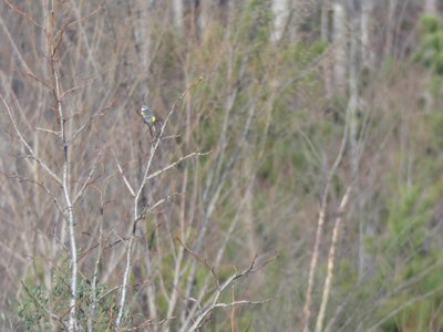 20200301 - Lake Betz - Yellow-rumped Warbler