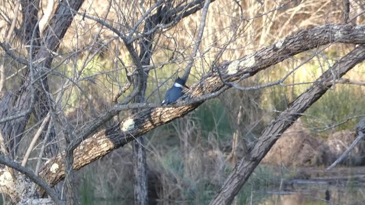 20200308 - Yates Mill - Belted Kingfisher