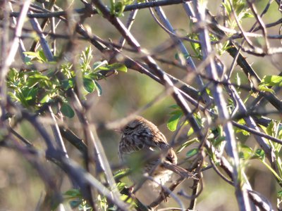 20200308 - Yates Mill - Song Sparrow