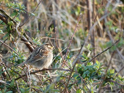 20200308 - Yates Mill - White-throated Sparrow