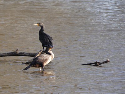 20200309 - Yates Mill - Double-crested Cormorants