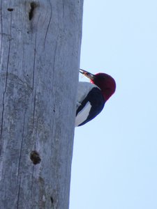 20200309 - Yates Mill - Red-headed Woodpecker 1