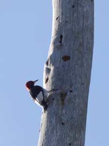 20200309 - Yates Mill - Red-headed Woodpecker 2