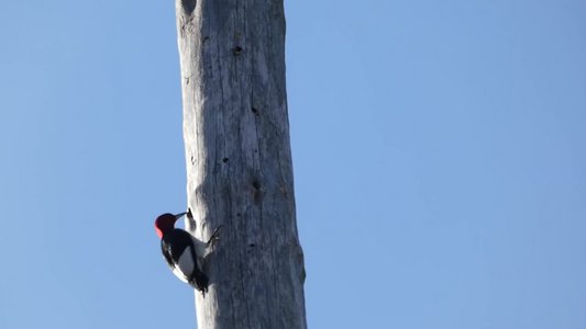 20200309 - Yates Mill - Red-headed Woodpecker 3