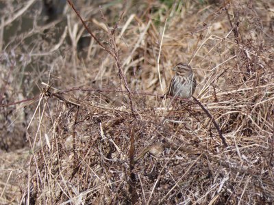 20200309 - Yates Mill - Song Sparrow