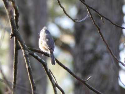 20200309 - Yates Mill - Tufted Titmouse