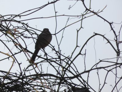 20200309 - Yates Mill - White-throated Sparrow 1