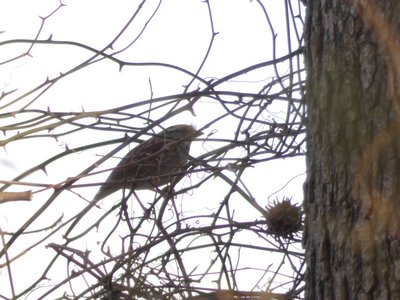 20200309 - Yates Mill - White-throated Sparrow 2