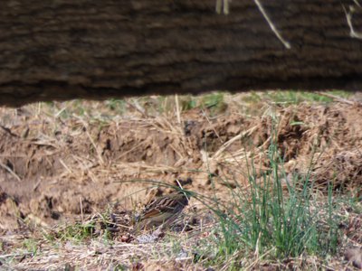 20200309 - Yates Mill - White-throated Sparrow 3