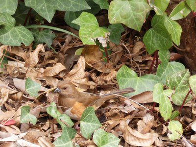 20200317 - Cary - Female Eastern Towhee 1