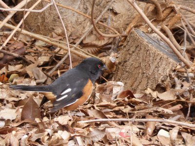 20200317 - Cary - Male Eastern Towhee