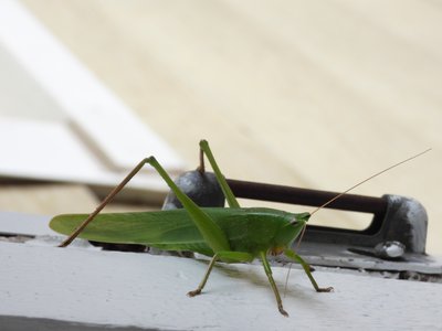 20200320 - Cary - Katydid