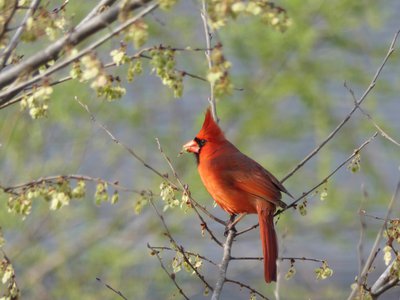 20200321 - Lake Betz - Cardinal 1