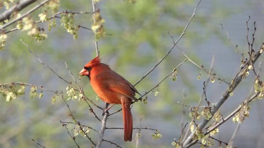 20200321 - Lake Betz - Cardinal 2