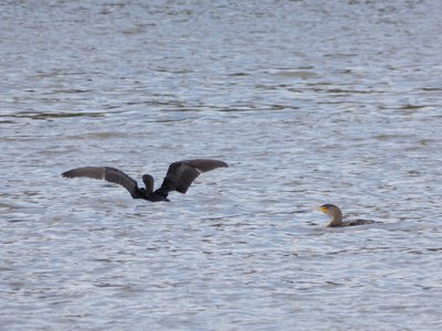 20200321 - Lake Betz - Cormorants