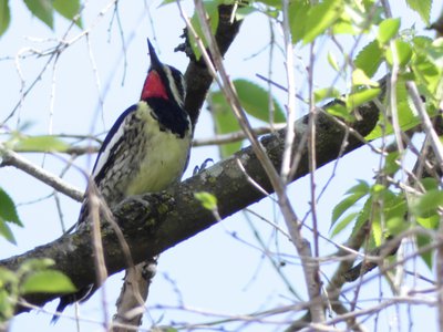 20200331 - Cary - Yellow-bellied Sapsucker