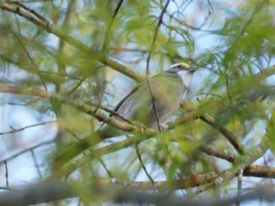 20200403 - Cary - White-throated Sparrow