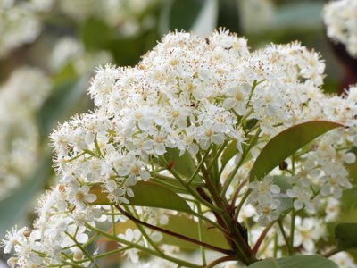 20200408 - Cary - Photinia