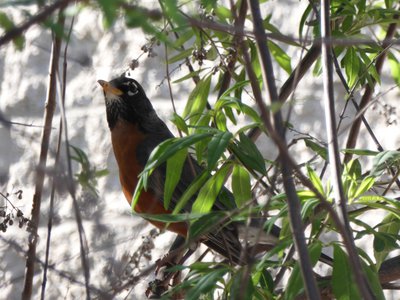 20200418 - Cary - American Robin