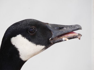 20200418 - Cary - Canada Goose 2