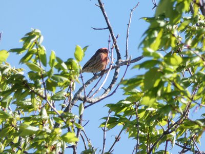 20200418 - Cary - House Finch 1