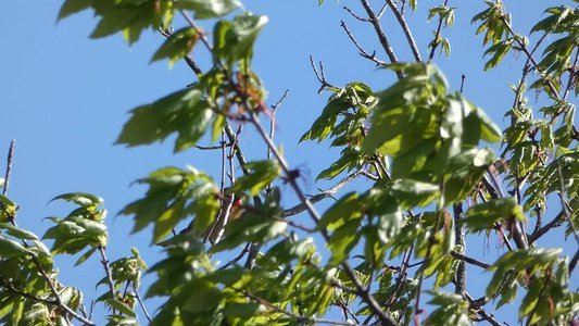 20200418 - Cary - House Finch 2