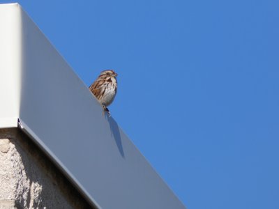 20200418 - Cary - Song Sparrow