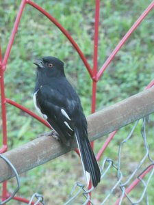 20200503 - Cary - Eastern Towhee 1