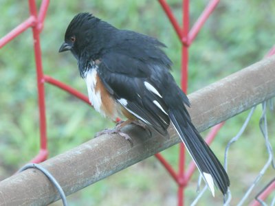 20200503 - Cary - Eastern Towhee 2