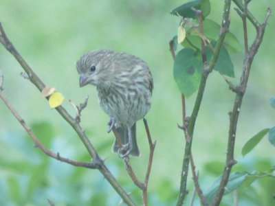 20200503 - Cary - House Finch