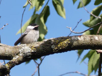 20200506 - Cary - Chickadee 1