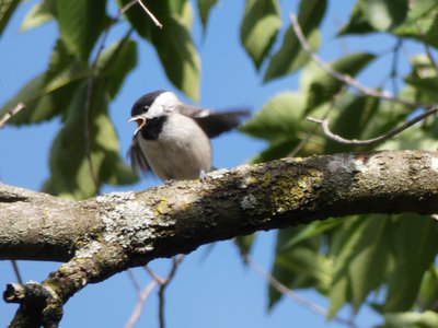 20200506 - Cary - Chickadee 2