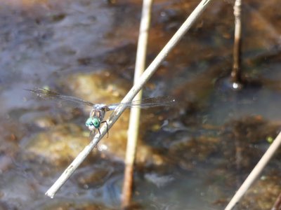 20200517 - Oak Creek Greenway - Blue Dasher