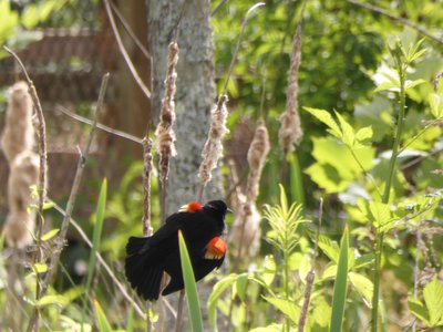 20200517 - Oak Creek Greenway - Red-winged Blackbird 1