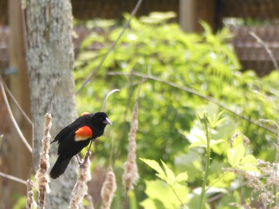 20200517 - Oak Creek Greenway - Red-winged Blackbird 2