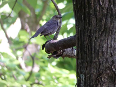 20200531 - Lake Jordan Educational Forest - Brown-headed Cowbird