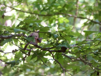 20200531 - Lake Jordan Educational Forest - Cardinal 2