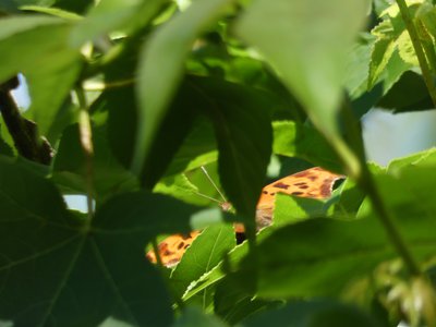 20200531 - Lake Jordan Educational Forest - Eastern Comma