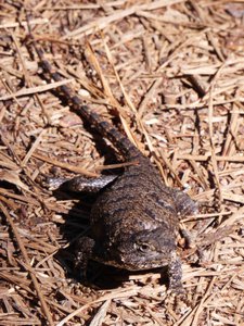 20200531 - Lake Jordan Educational Forest - Eastern Fence Lizard 1