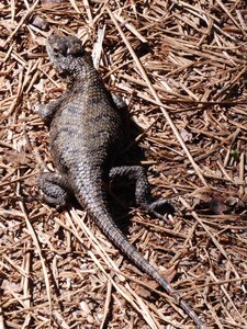 20200531 - Lake Jordan Educational Forest - Eastern Fence Lizard 2