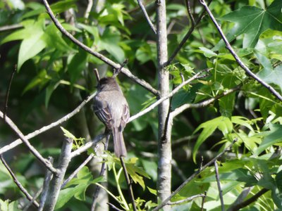 20200531 - Lake Jordan Educational Forest - Eastern Phoebe