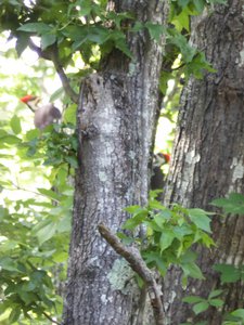 20200531 - Lake Jordan Educational Forest - Pileated Woodpeckers 1