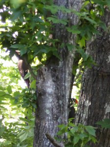 20200531 - Lake Jordan Educational Forest - Pileated Woodpeckers 2