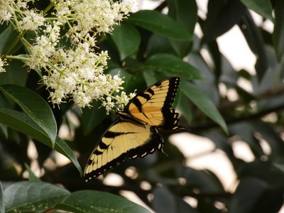 20200619 - Cary - Eastern Tiger Swallowtail