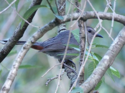 20200706 - Cary - Gray Catbird 1