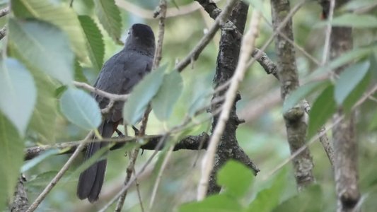 20200706 - Cary - Gray Catbird 2