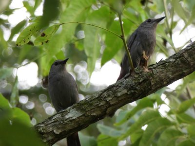 20200706 - Cary - Gray Catbird 3