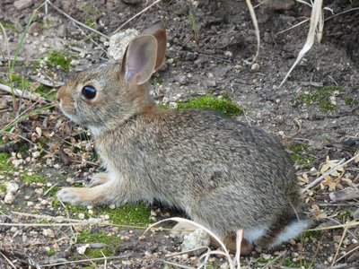 20200707 - Lake Betz - Eastern Cottontail