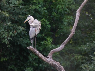 20200707 - Lake Betz - Great Blue Heron